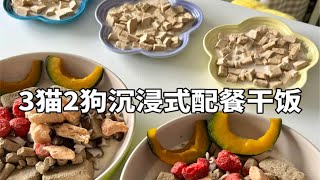 森尼和小莱｜Vlo.71 五只猫狗的沉浸式配餐干饭