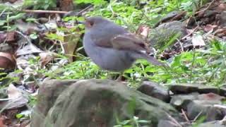 認識鳥類-台灣保育鳥類鉛色水鶇又稱紅尾水鴝1