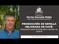 Producción de semilla mejorada de café - Aproveche esta ventaja para renovar su cultivo