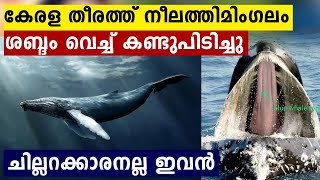 കേരള തീരത്ത് ആദ്യമായി Blue Whale..കണ്ടെത്തിയത് ശബ്ദം വെച്ച് | Oneindia Malayalam