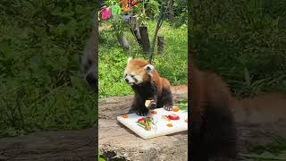 20240612ソラちゃん10歳のお誕生日会②🎊 #レッサーパンダ #羽村市動物公園 #ヒノトントンzoo #ソラ #redpanda