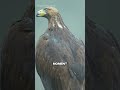 top 4 golden eagle attcks caught on camera 🦅 viralvideo