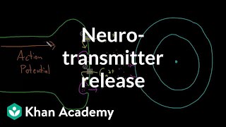 Neurotransmitter release | Nervous system physiology | NCLEX-RN | Khan Academy