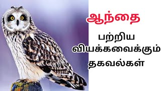 ஆந்தை பற்றிய வியக்கவைக்கும் தகவல்கள் | Shocking Facts about owl, #owl #bird @blackscreentamizh548