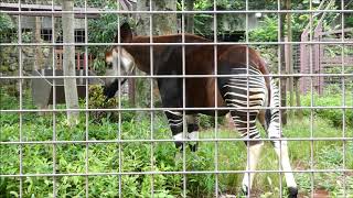 20200722 上野動物園　走り出すオカピのバカーリ