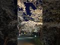 北海道北斗市　松前藩戸切地陣屋跡　夜桜　2