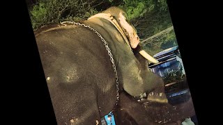 Elephant loading in truck 🐘.. ആരും പിടിക്കണ്ട ഞാൻ കയറിക്കോളം