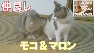 うさぎのご飯を食べて知らんふりする猫（モコ＆マロン）A cat who informs after eating rabbit food