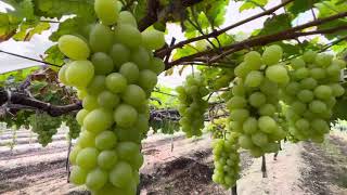 @IndianFarmings Aarra Grapes