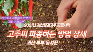 고추씨 파종하기 파종하는 방법 2021년  [고추재배방법]