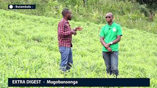 YOUNG FARMER   Meet Joseph Mulondo reeping big from Ginger Farming in Butambala