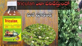 Triacontanol 0.05% EC uses. #miraculan_use_in_cotton #sriculan #triacontanol_use_in_telugu #pgr #cot