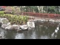 西山公園の紅葉 japanese autumnal leaves もみじ つつじ 楓 福井 鯖江 公園 深秋 晩秋　初冬 観光