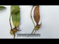 easy to propagate zz plant at home . how to grow zz plant from single leafs .