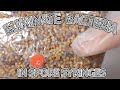 Eliminating Bacteria In Spore Syringes | When and How to Use Agar Plates | Mushroom Cultivation