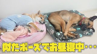 似たポーズでお昼寝中･･･　🐶ひみつきちなう！#2🐶  (チワワ 柴犬 トイプードル ミックス犬 マルペキ ミニチュアピンシャー)