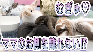 ママにむぎゅ！食べる時も寝る時もママと一緒にいたいうさぎの赤ちゃん！【Vol.28】