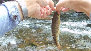 入れ食いの川　養老牛温泉　標津川釣りダイジェスト