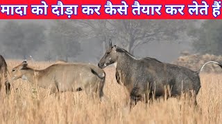 मादा नीलगाय को दौड़ा-दौड़ा कर कैसे तैयार किया जाता है नर? #techearth,