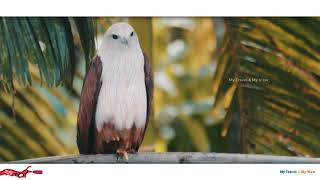 Brahminy kite (Haliastur indus)