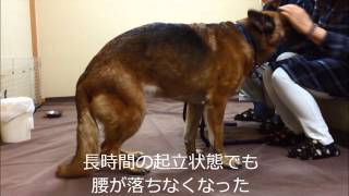 犬の整体・マッサージ（施術前・施術後の状態）　７