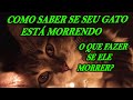 COMO SABER SE O SEU GATO ESTÁ MORRENDO E O QUE FAZER SE ELE MORRER