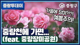 중랑천에 가면~🦢🦆🐟🌿중랑의 장미는 언제나 옳다!🌹예쁨주의🌷오리, 백로, 왜가리, 잉어 중랑천의 자연생태가 한눈에!