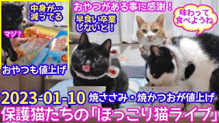 2023ｰ01−10 保護猫たちの「ほっこり猫ライブ」ハッチ＆マック＋黒猫めめ Cat live Stream in Japan -Cat Life TV