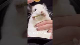 可愛くてごめん #チンチラ #chinchilla #친칠라 #おすすめにのりたい #shorts