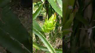 আমার বাগানের প্রথম ড্রাগন ফল। First Dragon Fruit In My Garden.