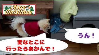 Xmas2024/ 相変わらずお花ちゃんの監視をしています