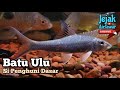 Kenali ikan batu ulu