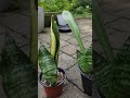 don t buy this snake plant called robusta plant houseplants sansevieria