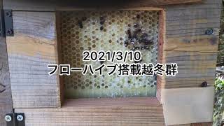 2021/3/10　ミツバチ巣箱 フローハイブ搭載したまま越冬群の点検