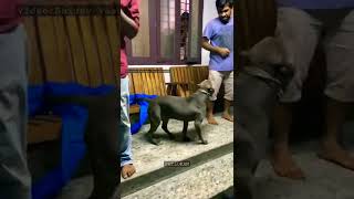 ചെക്കനെ കണ്ടതും എല്ലാരും പേടിച്ച്😂pitbull🔥#shorts #pets #petlokam #dogs #doglover #petlover #pitbull