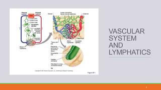 NUR 2030 Jarvis Ch 20 Peripheral Vascular System and Lymphatic System