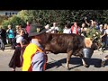 cow parade viehscheid almabtrieb