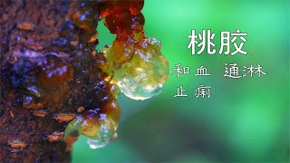 【桃胶】是个好东西，功效跟你想的不一样