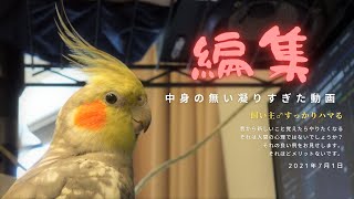 番外編【オカメインコ雄♂】凝りすぎた動画編集【当社比】#Adobe #PremierePro #テロップ