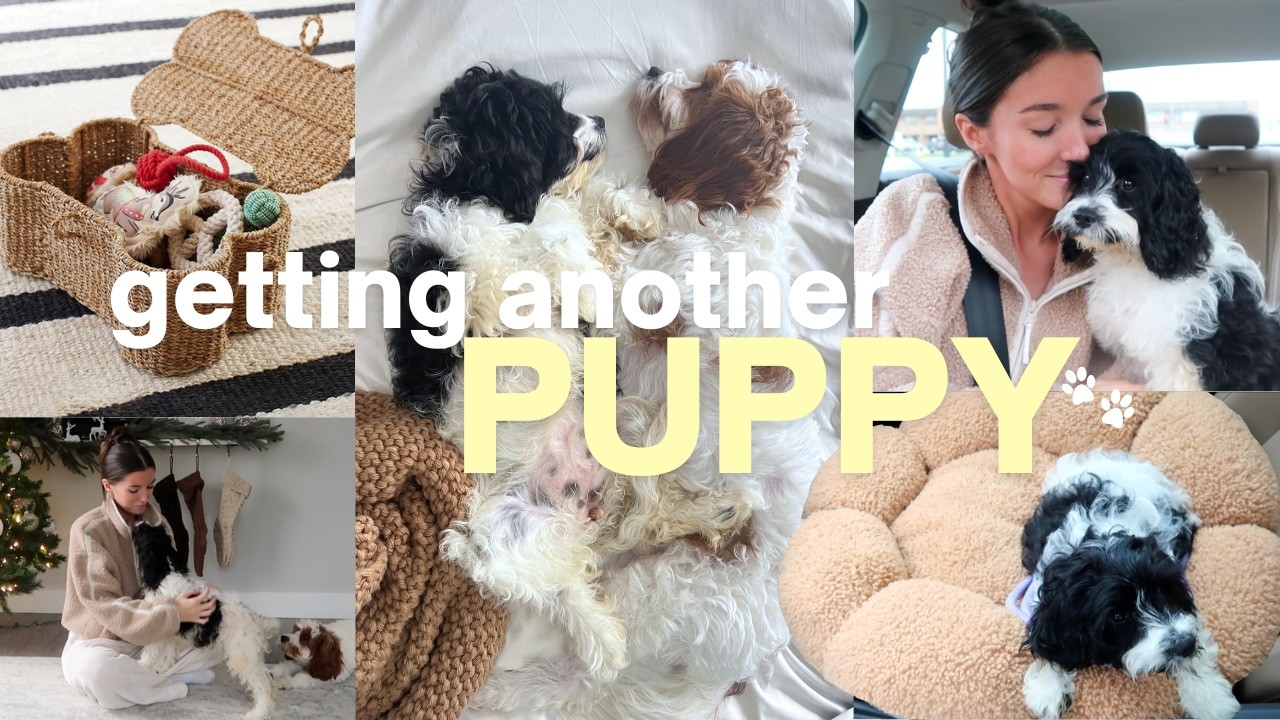 Getting Another Puppy рџђѕ Youtube