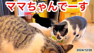 ママちゃんでーす😺😽😺12/26/2024上の方があったかいんだから〜