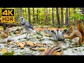 Cat TV for Cats to Watch 😺🐦 Fall Fun of Chipmunks, Birds, Squirrels 🐿 4K HDR 60FPS