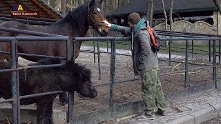 Иппотерапия для участников боевых действий