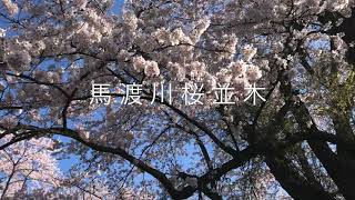 馬渡川の桜並木