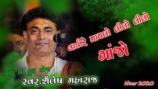 વાડી રે માંયલો લીલો લીલો ગાંજો  // // શૈલેષ મહારાજ // ફુલ HD Video //