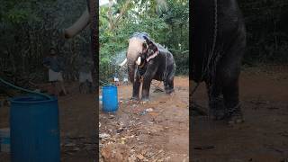 എന്റെ കുളി എങ്ങനെ ഉണ്ട് 🤗super അല്ലെ 😌#ആനപ്രേമി #elephantbathing