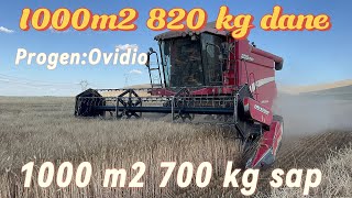 Progen Ovidio Dekara 820 kg 1.Sınıf Makarnalık  #progen#nasılyapılır