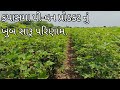 કપાસના પી-વન દવાનું શાનદાર પરિણામ | હેલ્પલાઇન:- ૮૨૦૦૨૪૭૮૨૭ / ૯૭૧૪૩૦૨૧૨૨ |