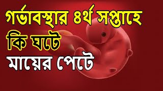 গর্ভধারণের চতুর্থ সপ্তাহে মায়ের পেটে কি ঘটে দেখুন একবার । Pregnancy week by week in bangla