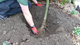 Planting Bare Root Laburnum Trees